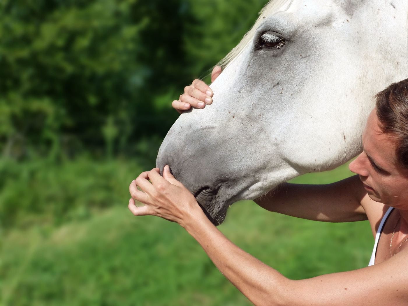 Une praticienne accompagne par le toucher le visage d’un cheval blanc