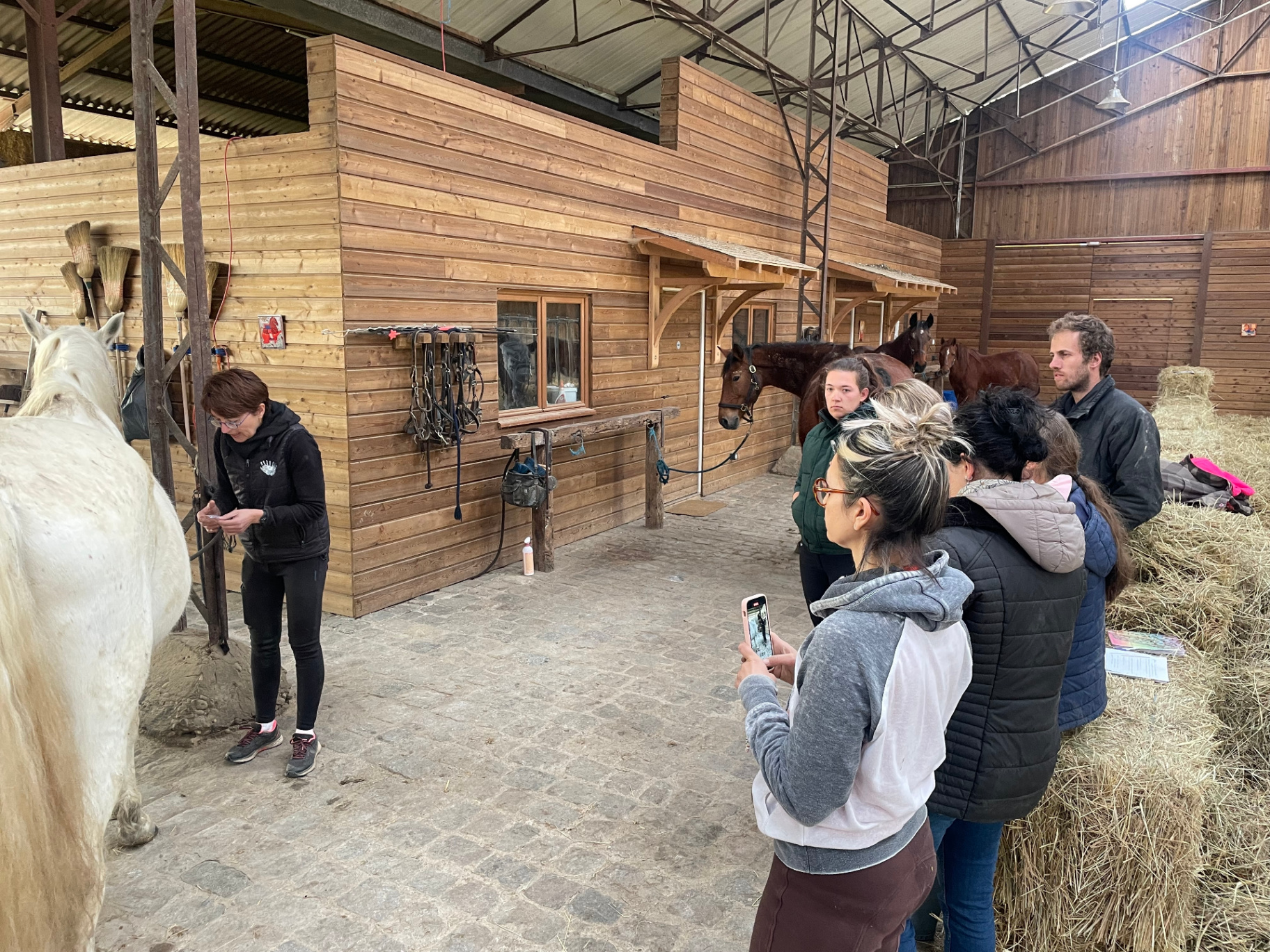 Pratique du shiatsu équin auprès des chevaux dans les écuries de l’école
